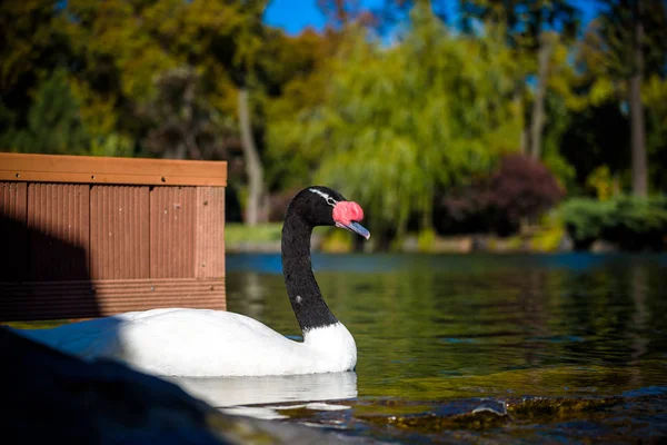 Primer plano del cisne de cuello negro Cygnus melancoryphus con un rojo sabe cerca de la base del pico y la raya blanca detrás del ojo — Foto de Stock