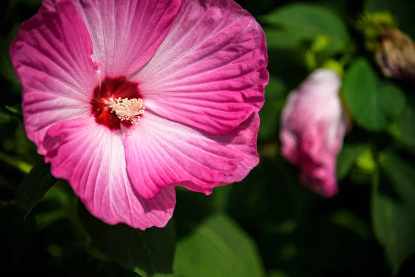 Ярко-розовый цветок hibiscus hibiscus sinensis на зеленом фоне. Каркаде родом из тропических регионов. Гавайское розовое растение гибискуса. Гибискус, включающий несколько сотен видов — стоковое фото