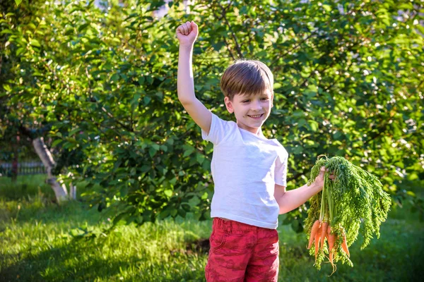Милий маленький хлопчик тримає купу свіжої органічної моркви в куполі — стокове фото