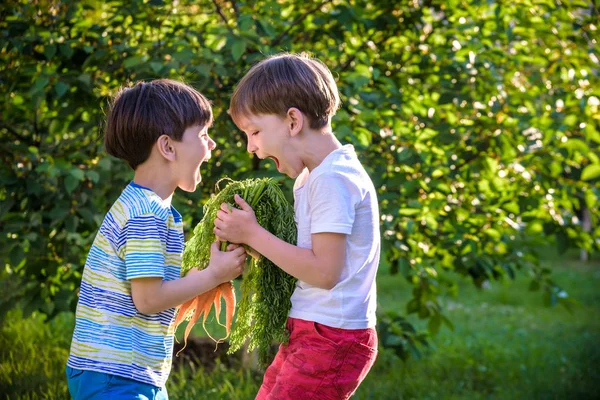 Niños con una zanahoria en el jardín. Dos chicos con verduras i — Foto de Stock