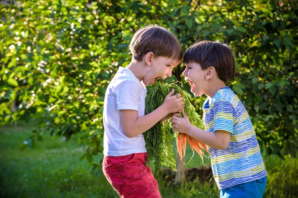 Kinder mit einer Möhre im Garten. zwei Jungen mit Gemüse i — Stockfoto