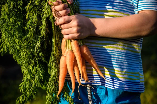 Cute little boy holding a bunch of fresh organic carrots in dome — Stock Photo, Image