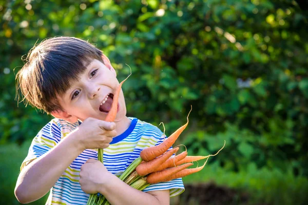 Kleines Kind isst am Sommertag frisch geerntete reife Möhren im Garten auf dem Pflanzbeet — Stockfoto