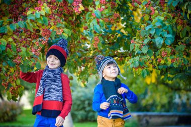 Sonbaharda çiftlikte bir çocuk. Küçük çocuk ve kardeşi dekoratif elma ağacı bahçesinde oynuyorlar. Çocuklar meyve toplar. Küçük çocuk hasatta meyve yiyor. Çocuklar için açık hava eğlencesi. Sağlıklı beslenme.