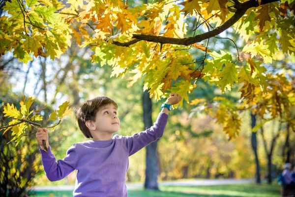 Un niño pequeño busca hojas que caen en otoño. niño de cinco años jugando afuera — Foto de Stock