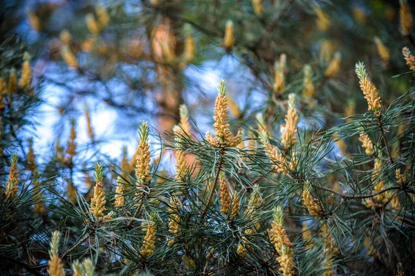 Brotes Jóvenes Suculentos Frescos Pinos Entre Las Agujas Verdes Pino — Foto de Stock