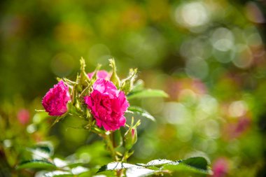Kolayca büyüyen ve çiçek açan kırmızı Rosa fındık çiçeğinin resmi. resimler arkaplan ya da duvar kağıdı olarak kullanılabilir.