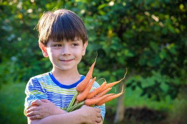 Küçük çocuk elinde taze toplanmış olgun havuçları tutuyordu. Kapat..