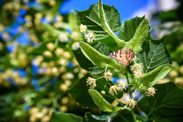 Flores Flor Madera Tilo Árbol Utilizado Para Preparación Curativo Fondo —  Fotos de Stock