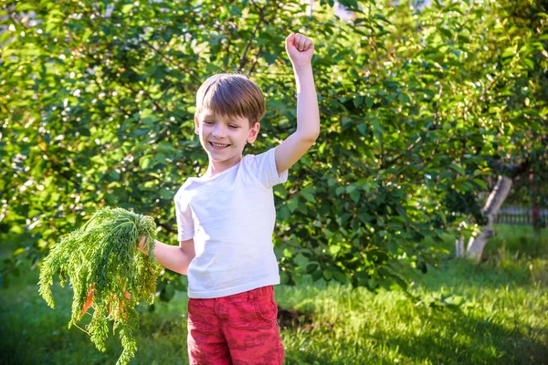 Милий Маленький Хлопчик Тримає Купу Свіжої Органічної Моркви Вітчизняному Саду — стокове фото