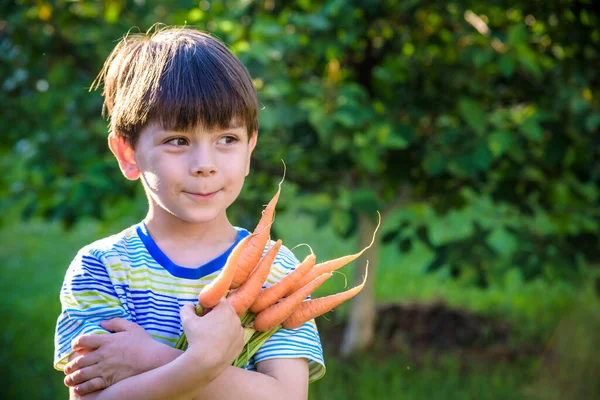 Маленький Хлопчик Тримає Руках Свіжу Зібрану Стиглу Моркву Крупним Планом — стокове фото