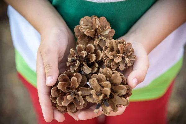 Niño Blanco Jugando Bosque Pinos Con Conos Pino Conos Coníferas — Foto de Stock