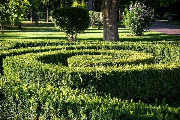 Green spiral cutting buches like a park design natural element.