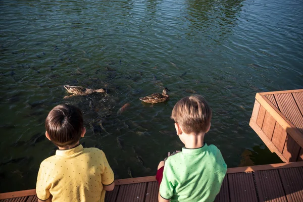 İki çocuk açık şeffaf gölde yaban ördeklerini ve küçük balık sürülerini besliyor. Erkek kardeşler en iyi arkadaşlardır. Yaz tatili arkadaşlık kavramı.