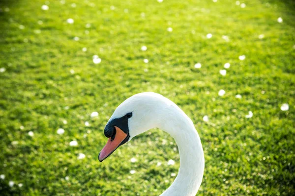 Cygne Blanc Bec Orange Nage Dans Étang Canard Cygne Backgound — Photo