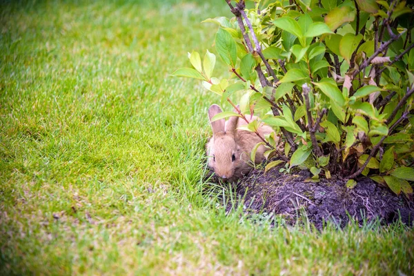 Mignon Lapin Gris Cachant Sous Les Buissons Verts Dans Parc — Photo