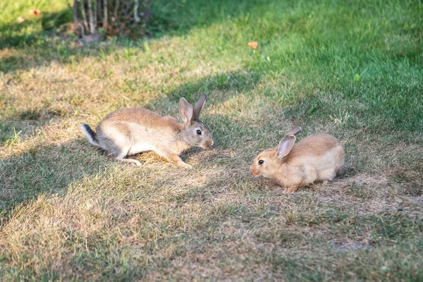 Dva Sladké Malé Zajíčky Kráčející Louce Jíst Trávu Velikonoční Jarní — Stock fotografie
