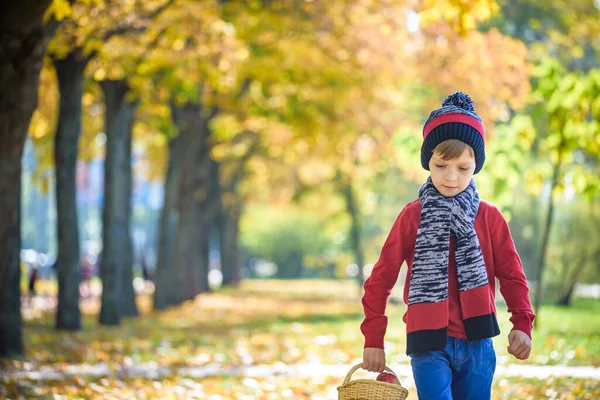 Дитина Збирає Яблука Восени Маленький Хлопчик Грає Яблуневому Саду Діти — стокове фото