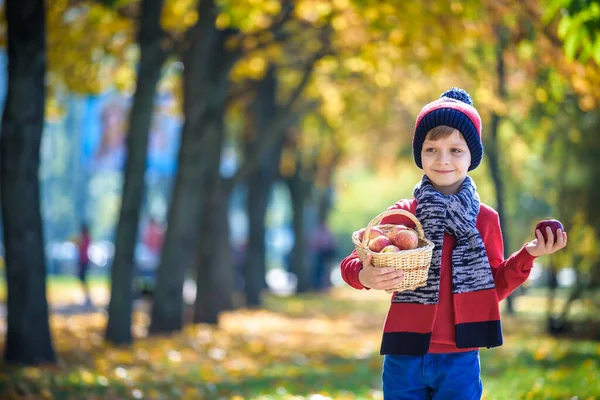 孩子们在秋天摘苹果 小男孩在苹果树果园里玩耍 孩子们在篮子里摘水果 幼儿在秋天的收获时吃水果 孩子们在户外玩的很开心健康营养 — 图库照片