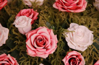 Bazı olay için güzel kuru pembe gül.