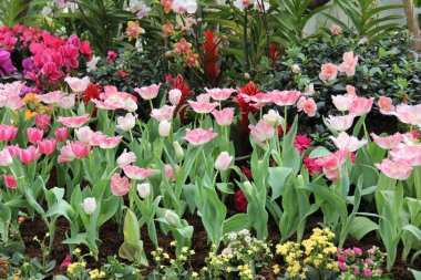 Güzel buket pembe lale Spring Garden Grup