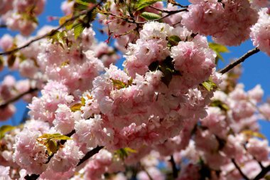 Sakura çiçek (güzel pembe kiraz ağaçları çiçek açan güzel grup)