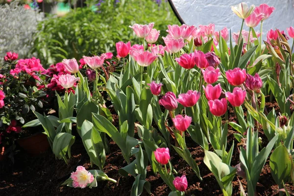Csoport Szép Csokor Rózsaszín Tulipán Tavasszal Kertben Jogdíjmentes Stock Fotók
