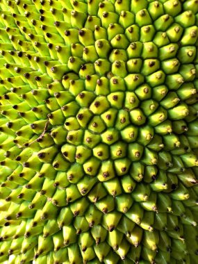 dikey sarı-yeşil nefesi diken yüzey (arka plan)