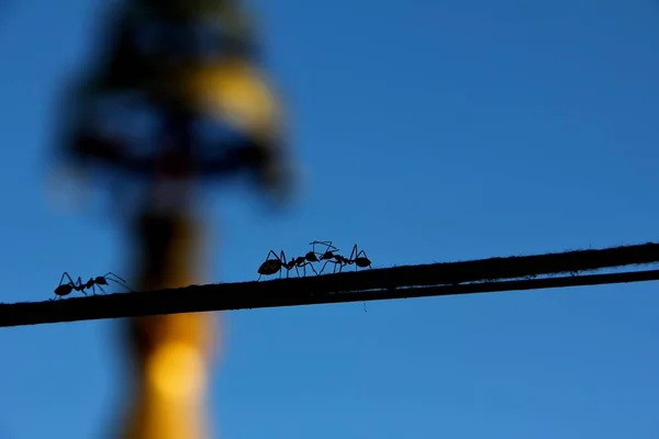 Mravenci Chůze Laně Které Vázáno Stromě Koncepce Podnikání Inspirace Přírody — Stock fotografie