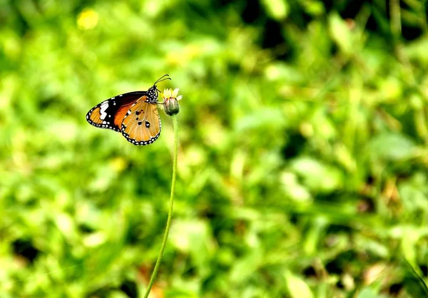 Una Mariposa Alimentándose Una Flor Margarita Amarilla Fondo Verde —  Fotos de Stock