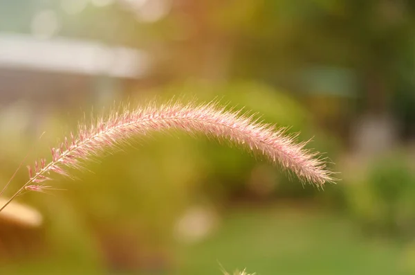 Beautiful of sunshine over a head of grass flower (African Fountain Grass or Purple Grass) on cute backyard in sunny day, beauty of summer seaso