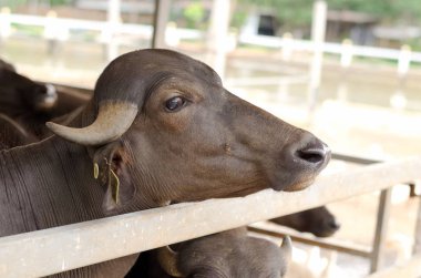 Sevimli yerli Tay buffalo Buffalo Tayland kırsal köy döken. Bir kulübede buffalo.