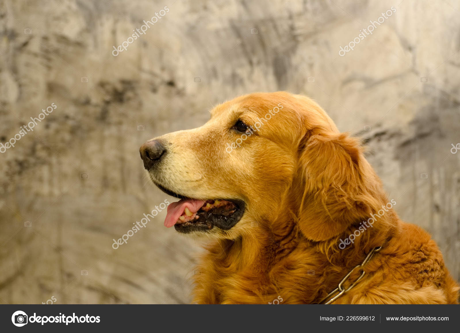 Side View Close Picture Golden Retriever Dog Breed Sitting Front Stock Photo Image By C 3baddogsk Gmail Com 226599612