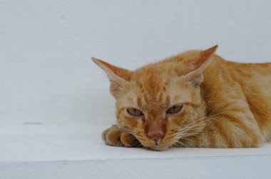 Genç bir sarı kedi resmi yakından bırakmasını ve kameraya bakıyor