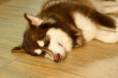 Bir ergenlik kahverengi resmi kapatmak ve Beyaz Sibirya Husky köpek yere bırakmasını. 