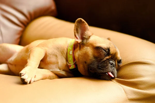 Egy Fiatal Francia Bulldog Képet Közelről Alszik Pihentető Egy Karosszékben Stock Kép