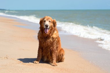 Yaz aylarında plaj ve dalga üzerinde oturan bir Golden Retriever köpek doğurmak resmini yakından Önden Görünüm