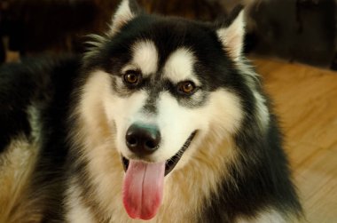  bir ergenlik siyah beyaz Sibirya Husky köpek bakıyor