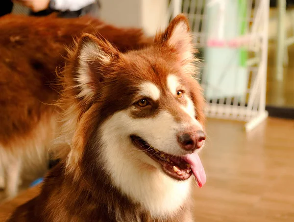  bir ergenlik kahverengi ve beyaz Sibirya Husky köpek oturma yapmak nedir