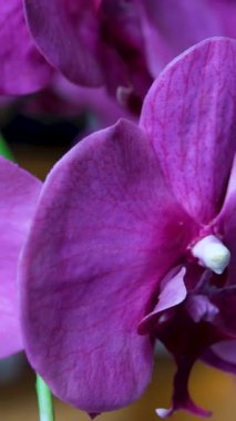 Bahçede ilkbaharda beyaz, pembe ve morumsu Phalaenopsis Orkide çiçekleriyle güzel bir tropikal dal. Yüksek kalite 4k görüntü