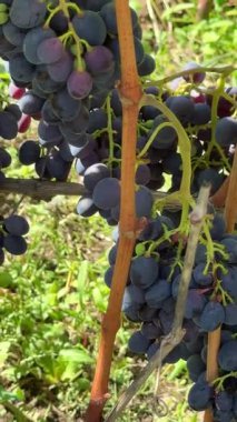 Bir demet olgun mavi üzüm bir çalıdan sarkıyor. Kamera baştan aşağı hareket ediyor. Görüntü dağılıma gidiyor. Yüksek kalite 4k görüntü