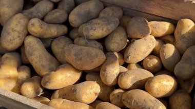 Patates çiftçisi elinde patates yumrusu tutuyor. Patates hasadı ya da patates ekimi, modern tarım, tarım. Kırsal kesimde bir eko çiftliği. Yüksek kalite 4k görüntü