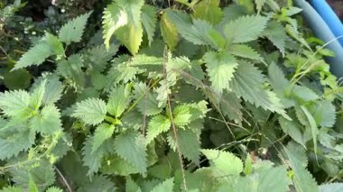 Güneş ışınlarında yeşil ısırgan otu yaprakları, ısırgan otu. Yüksek kalite 4k görüntü