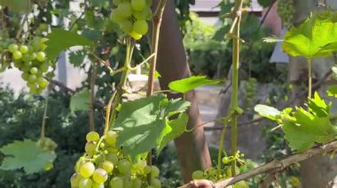 Yeşil bahçenin arka planında yeşil bir dalda tatlı yeşil üzüm, bulanık arka planda yaprakları olan bir demet parlak muscat üzümü. Yüksek kalite 4k görüntü