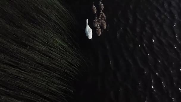 La familia Swan en un lago. Vista aérea — Vídeos de Stock
