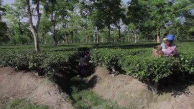 2013 06, Hindistan, Assam: Hintli kadın toplamak çay