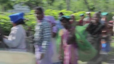 2013 06, Hindistan, Assam: Hintli kadın toplamak çay