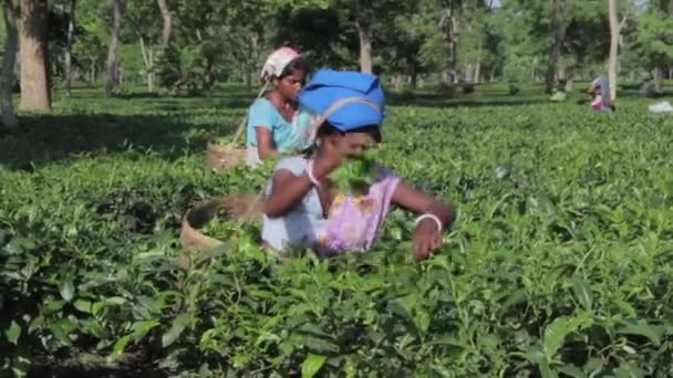 2013 06, Hindistan, Assam: Hintli kadın toplamak çay — Stok video