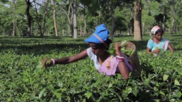 2013 06, Índia, Assam: Mulheres indianas coletam chá — Vídeo de Stock