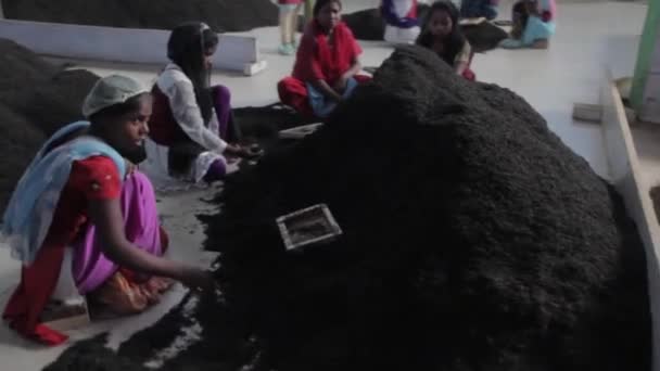 2013 06, India, Assam: chicas yuong clasificando el té en la fábrica de té — Vídeos de Stock